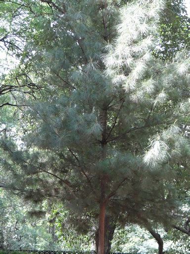 pinox azul|Pino azul (Árboles comunes de la Ciudad de México)